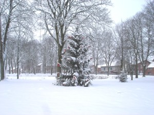 Tannenbaum Schnee Winteridylle